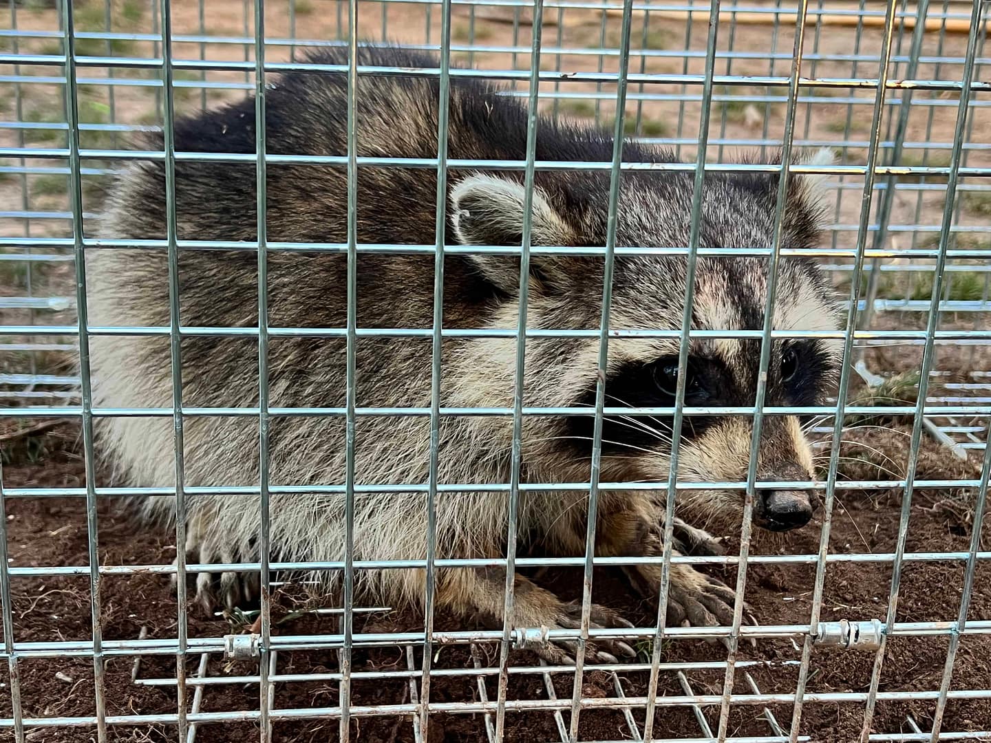 a raccoon caught in a trap