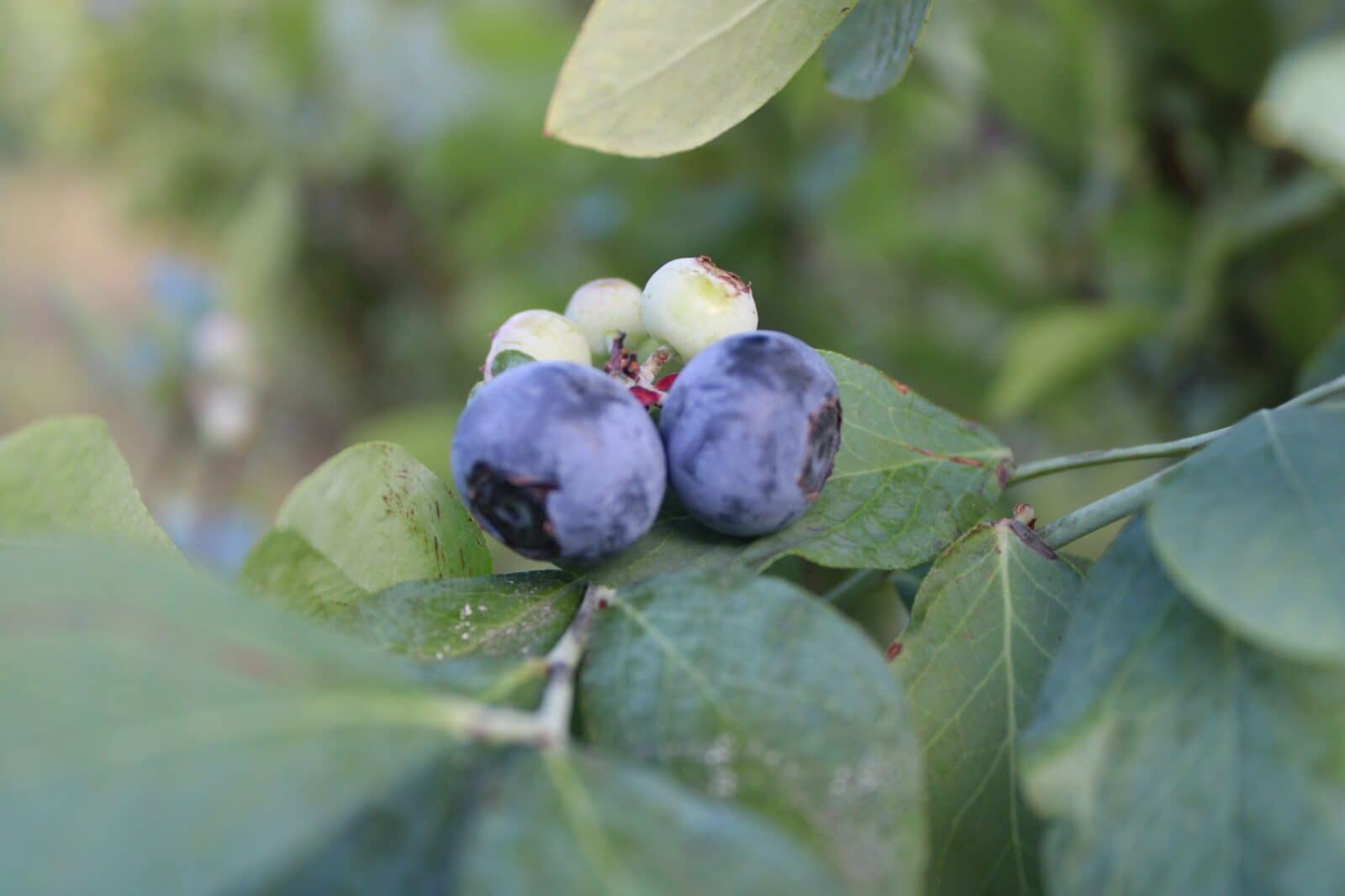 close up of two big ripe blueberries on a blueberry bush
