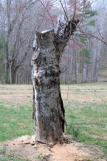 An old apple tree stump about 6 feet high.