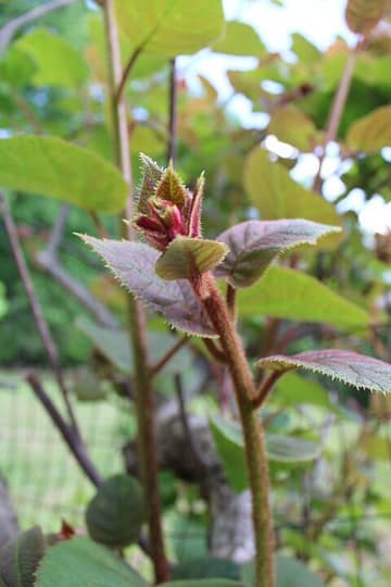 male kiwi plant growing new leaves