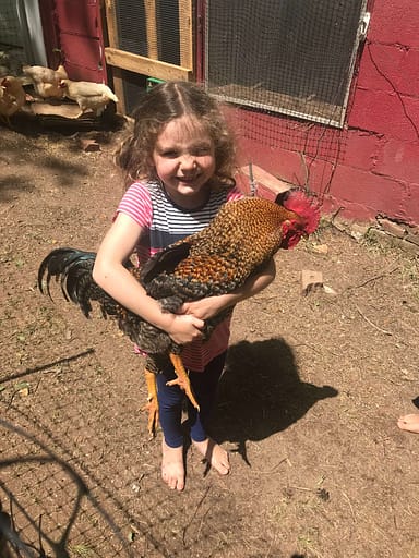 5 year old girl holding a rooster on her farm
