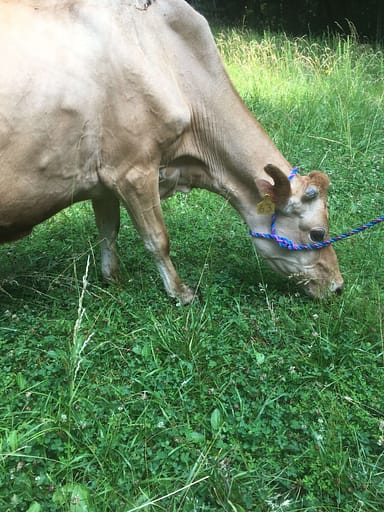 cow eating grass