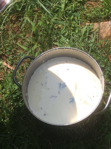 pot of freshly milked milk