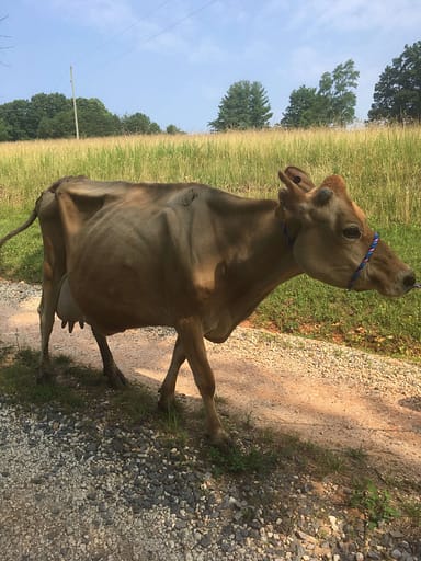 cow walking down a dirt driveway