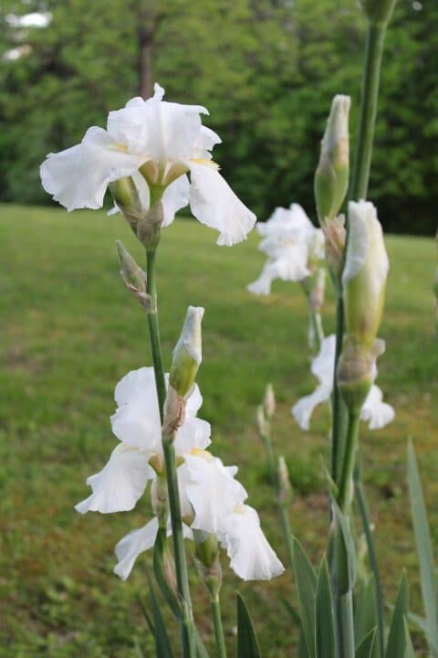 white irises blooming