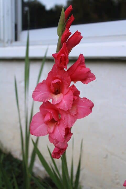 bright pink gladiolus
