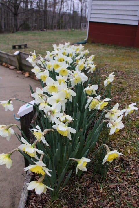 a row of daffodils