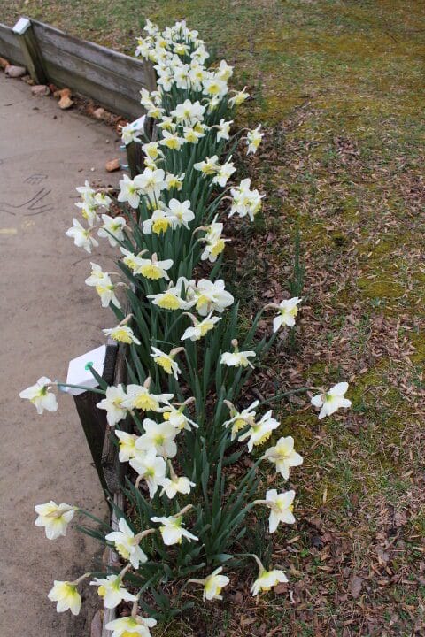 a row of daffodils taken from above