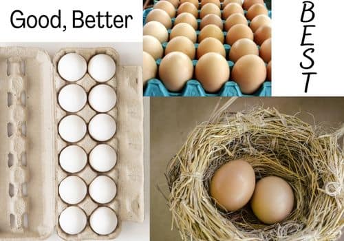 picture of store bought eggs
