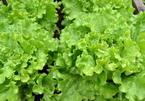 green leafy lettuce