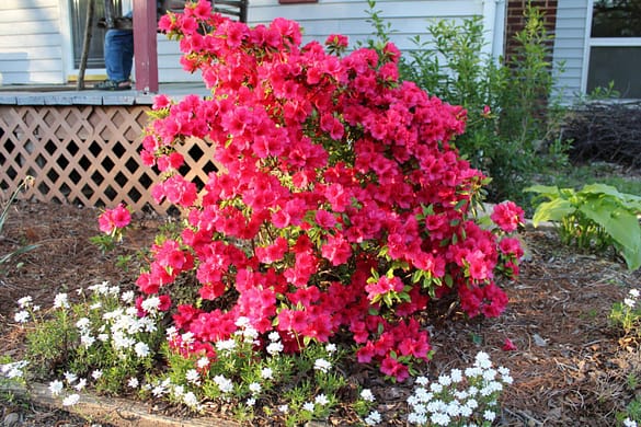 pink flame azalea in full bloom