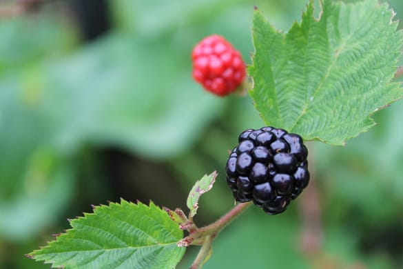 ripeblackberry-1 Close up of a ripe blackberry