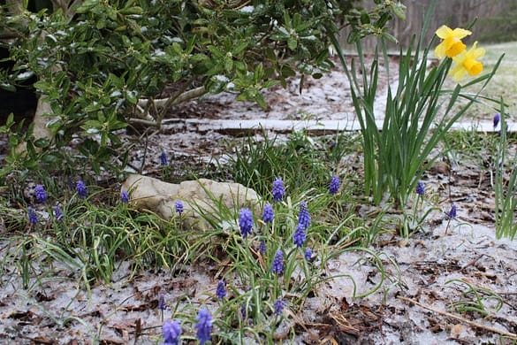 a dusting of snow on spring flowers