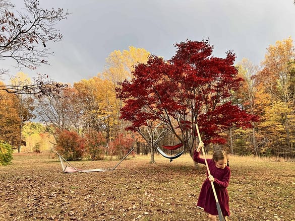 beautiful yard in fall