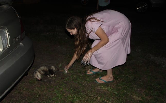 13 year old picking up a dead possum at night