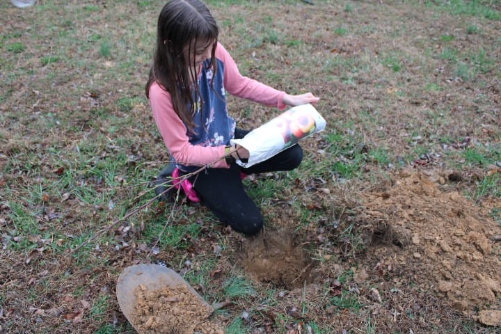 11 year old girl planting a peach tree