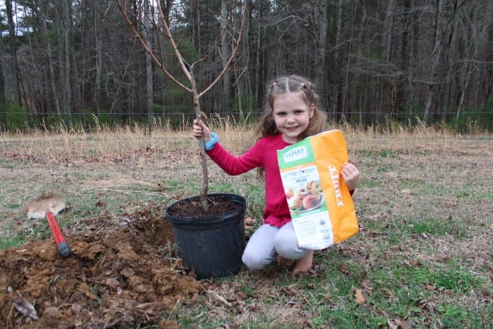 5 year old planting a peach tree