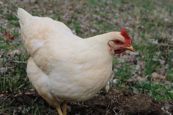 A white chicken