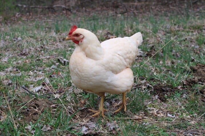 a white chicken