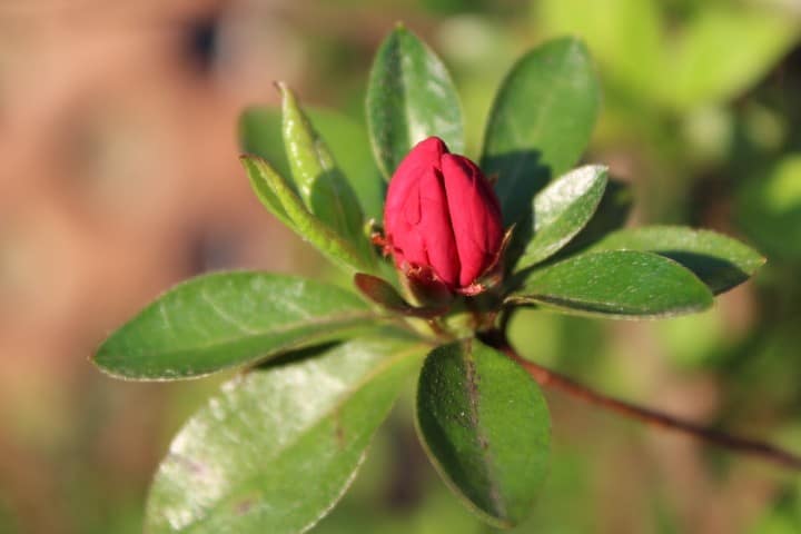 azalea bud about to open