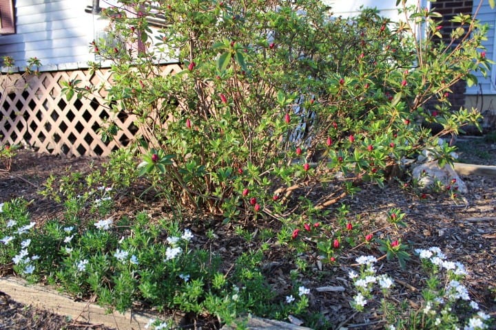 azalea bush just about to bloom