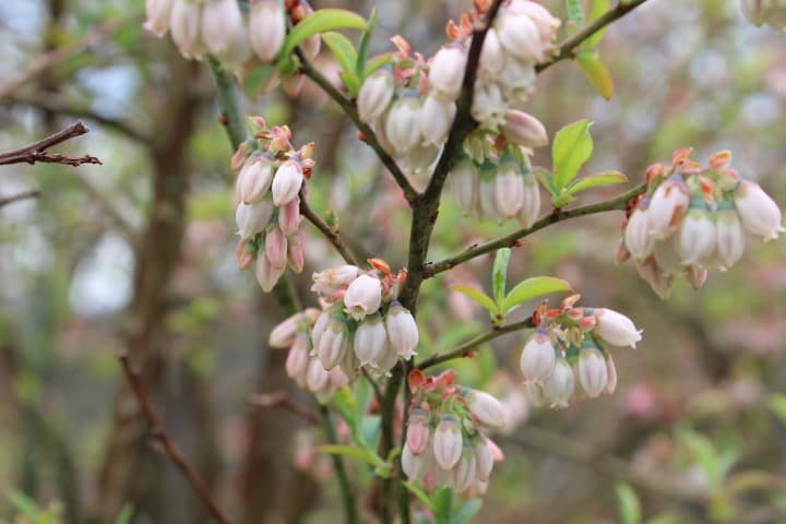 a closeup branch of blueberry blossom corolla
