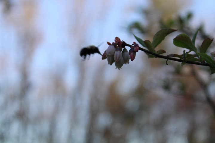 close up of bee on flowering blueberry bush