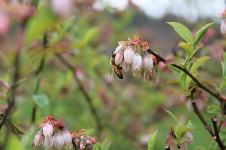 orange bee on blueberry blossom