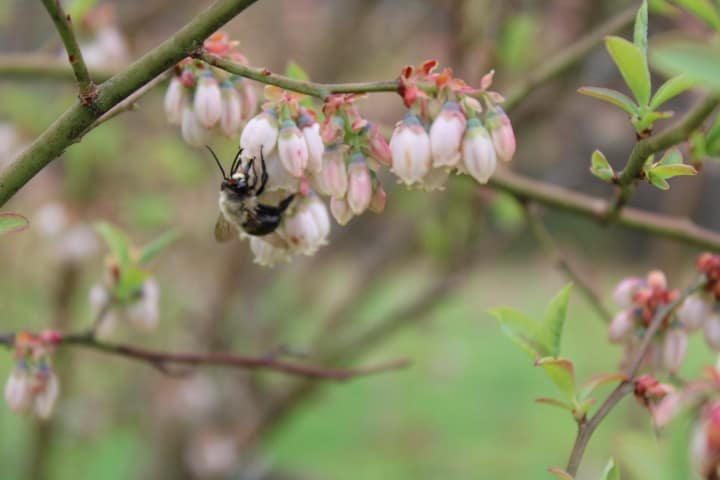 big bumblebee on blueberry corolla
