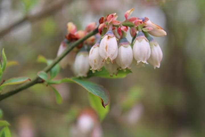 close up of beautiful pinkish blueberry corollas