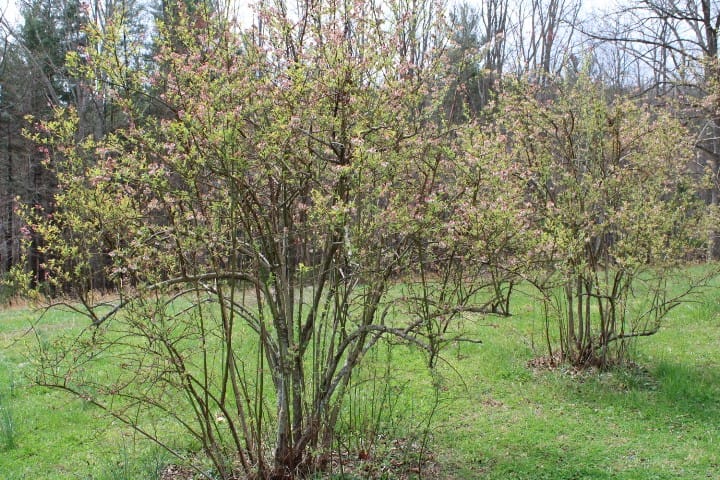 two large blueberry bushes