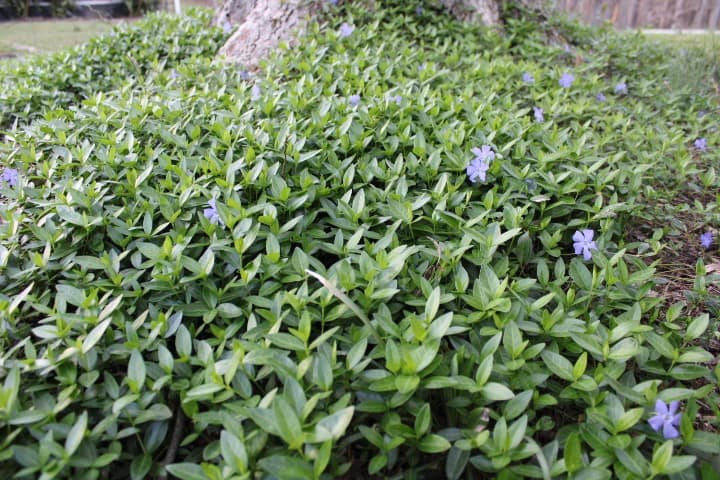 periwinkle in March blooming