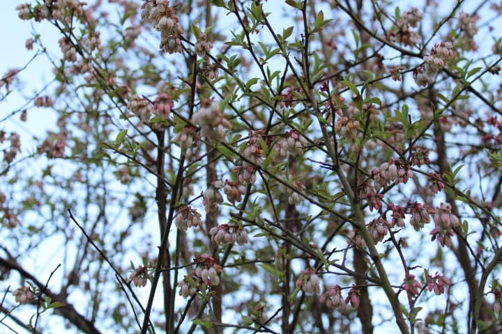 On the ground looking up into a blooming blueberry bush against a blue sky