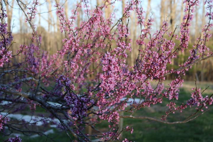 redbud tree blooming in March