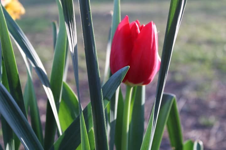 red tulip in flower garden