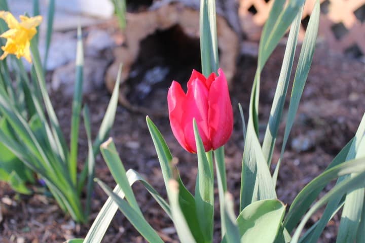 red tulip
