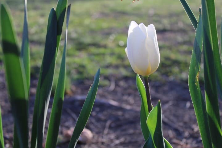 white tulip