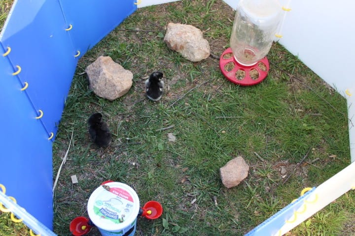 Two chicks in a brooder box with 2 rocks and a feeder.