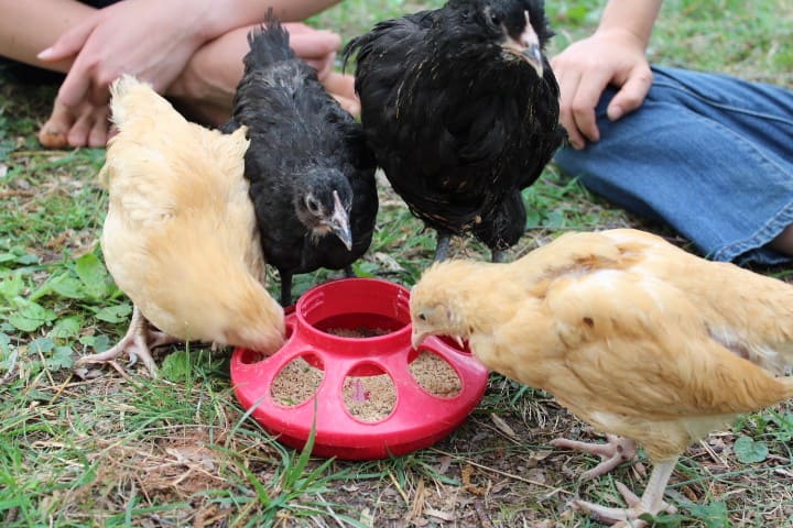 4 little hens gather around a chicken feeder