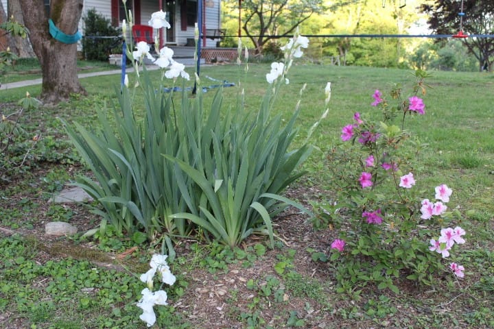 white irises and an azalea bush in the yard