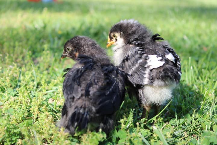 two 3 week old chicks side by side