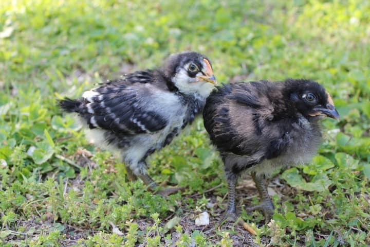 two baby chicks outside on the grass