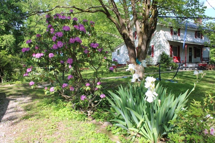 white irises and purple rhododendron blooming in a country house yard.
