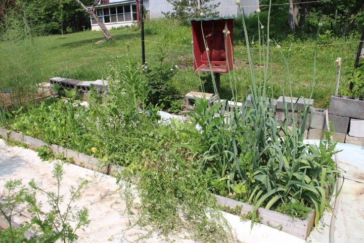 lettuce garden bed