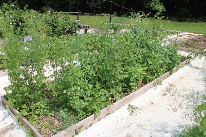 pea patch in May