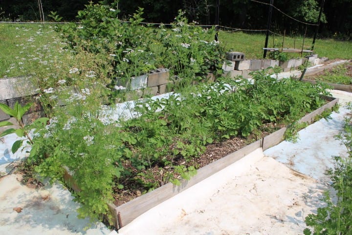 potato plants in May