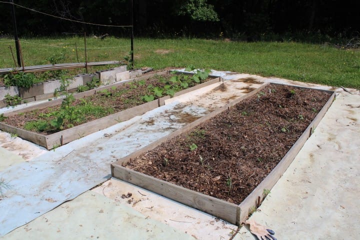 zucchini and cucumber plants in May