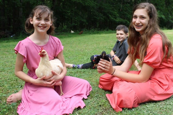 kids play with chickens on the ground