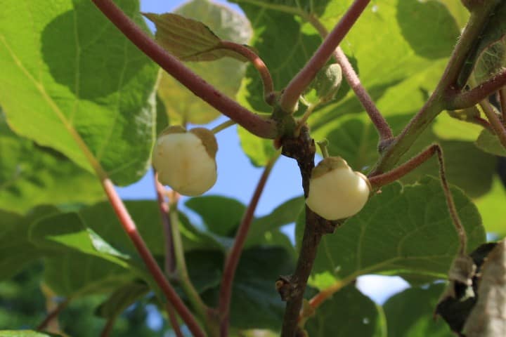 kiwi flowers