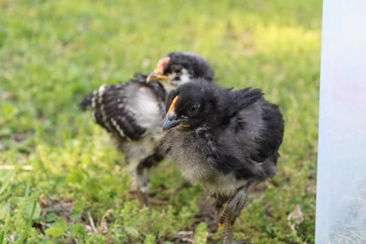 two black and white chics